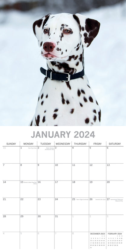 Dalmatians 2024 Square Wall Calendar Pets Dog 16 Months Premium Planner New Year V474-615369