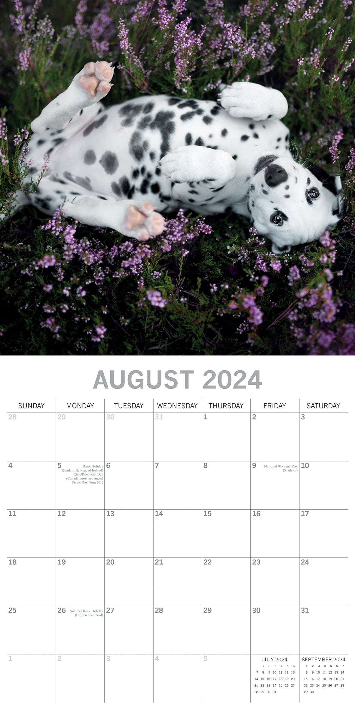 Dalmatians 2024 Square Wall Calendar Pets Dog 16 Months Premium Planner New Year V474-615369