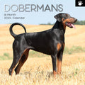 Dobermans - 2024 Square Wall Calendar Pets Dog 16 Month Premium Planner New Year V474-615370