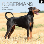 Dobermans - 2024 Square Wall Calendar Pets Dog 16 Month Premium Planner New Year V474-615370