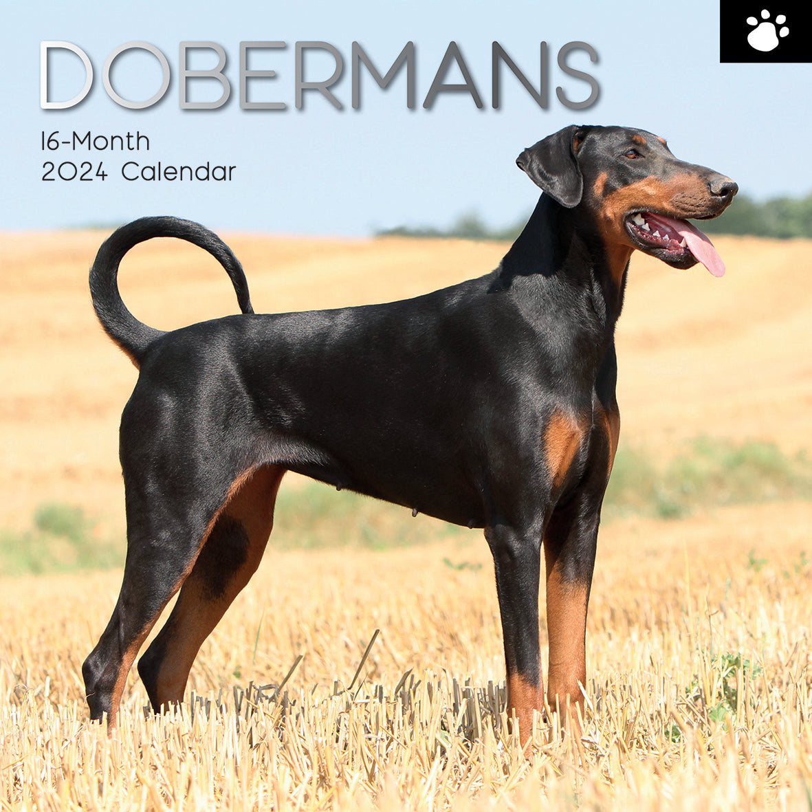 Dobermans - 2024 Square Wall Calendar Pets Dog 16 Month Premium Planner New Year V474-615370