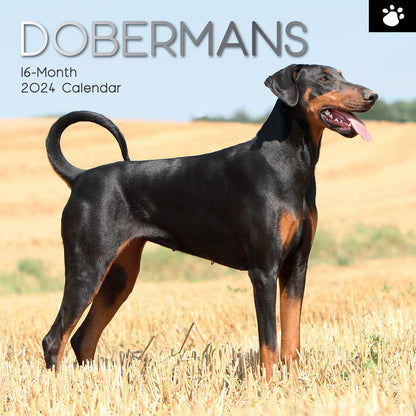 Dobermans - 2024 Square Wall Calendar Pets Dog 16 Month Premium Planner New Year V474-615370