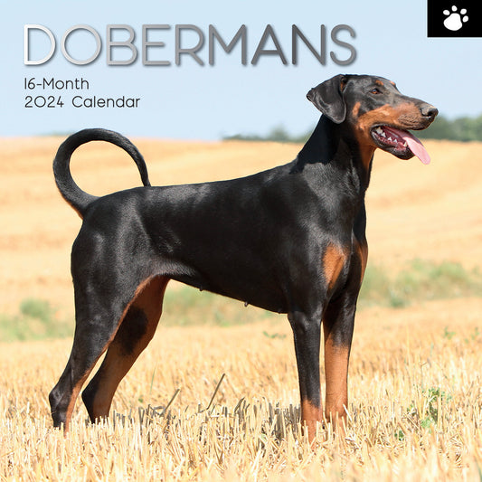 Dobermans - 2024 Square Wall Calendar Pets Dog 16 Month Premium Planner New Year V474-615370