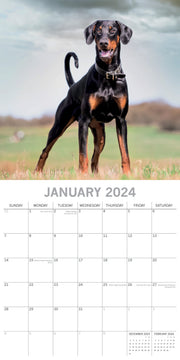 Dobermans - 2024 Square Wall Calendar Pets Dog 16 Month Premium Planner New Year V474-615370
