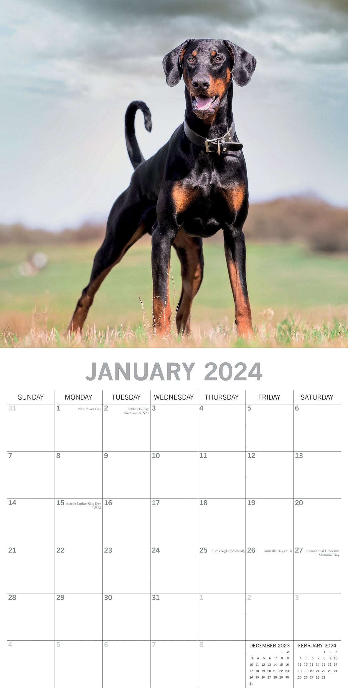 Dobermans - 2024 Square Wall Calendar Pets Dog 16 Month Premium Planner New Year V474-615370