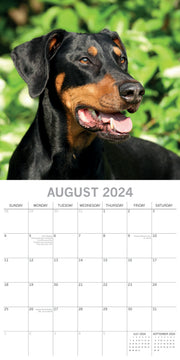 Dobermans - 2024 Square Wall Calendar Pets Dog 16 Month Premium Planner New Year V474-615370