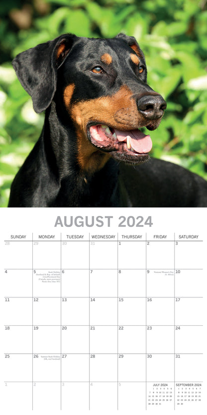Dobermans - 2024 Square Wall Calendar Pets Dog 16 Month Premium Planner New Year V474-615370