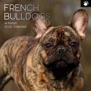 French Bulldogs - 2024 Square Wall Calendar Pets Dog 16 Months Premium Planner V474-615371