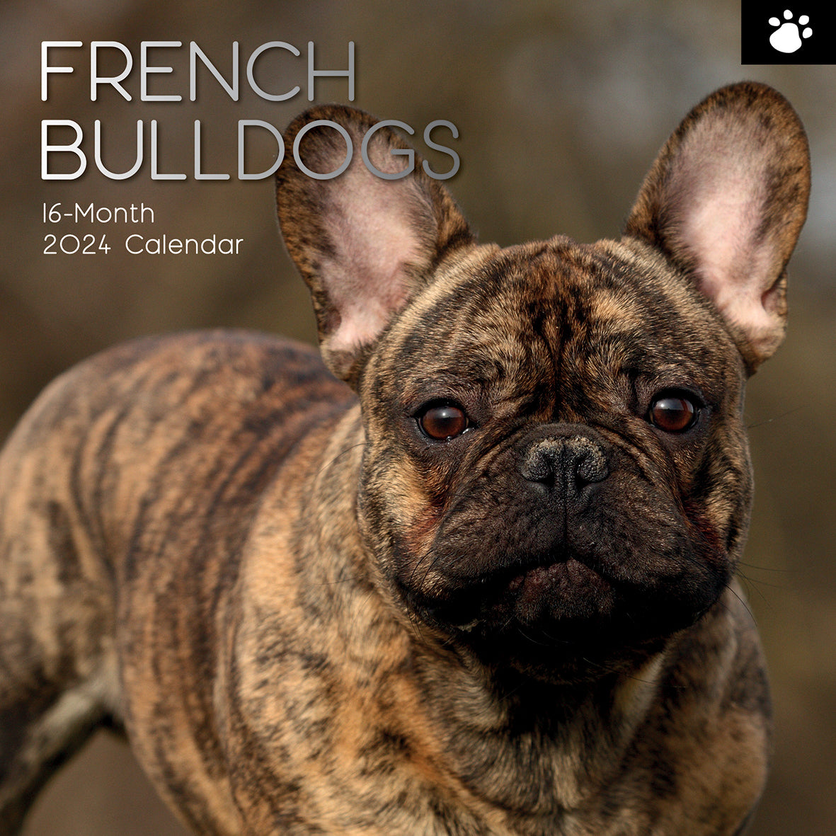 French Bulldogs - 2024 Square Wall Calendar Pets Dog 16 Months Premium Planner V474-615371