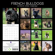 French Bulldogs - 2024 Square Wall Calendar Pets Dog 16 Months Premium Planner V474-615371