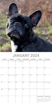 French Bulldogs - 2024 Square Wall Calendar Pets Dog 16 Months Premium Planner V474-615371