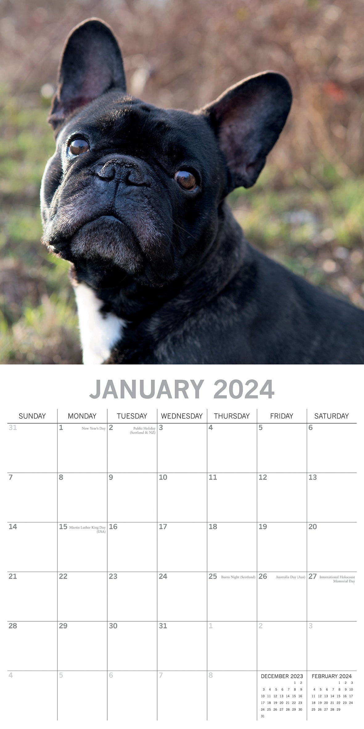 French Bulldogs - 2024 Square Wall Calendar Pets Dog 16 Months Premium Planner V474-615371