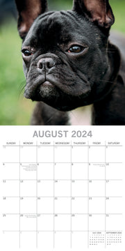 French Bulldogs - 2024 Square Wall Calendar Pets Dog 16 Months Premium Planner V474-615371