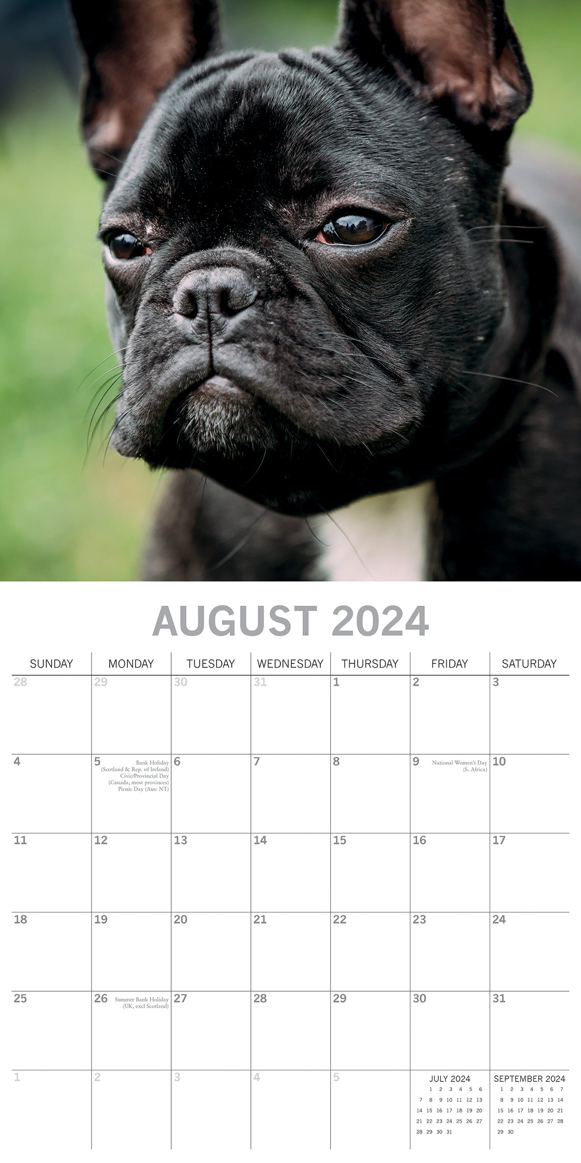 French Bulldogs - 2024 Square Wall Calendar Pets Dog 16 Months Premium Planner V474-615371