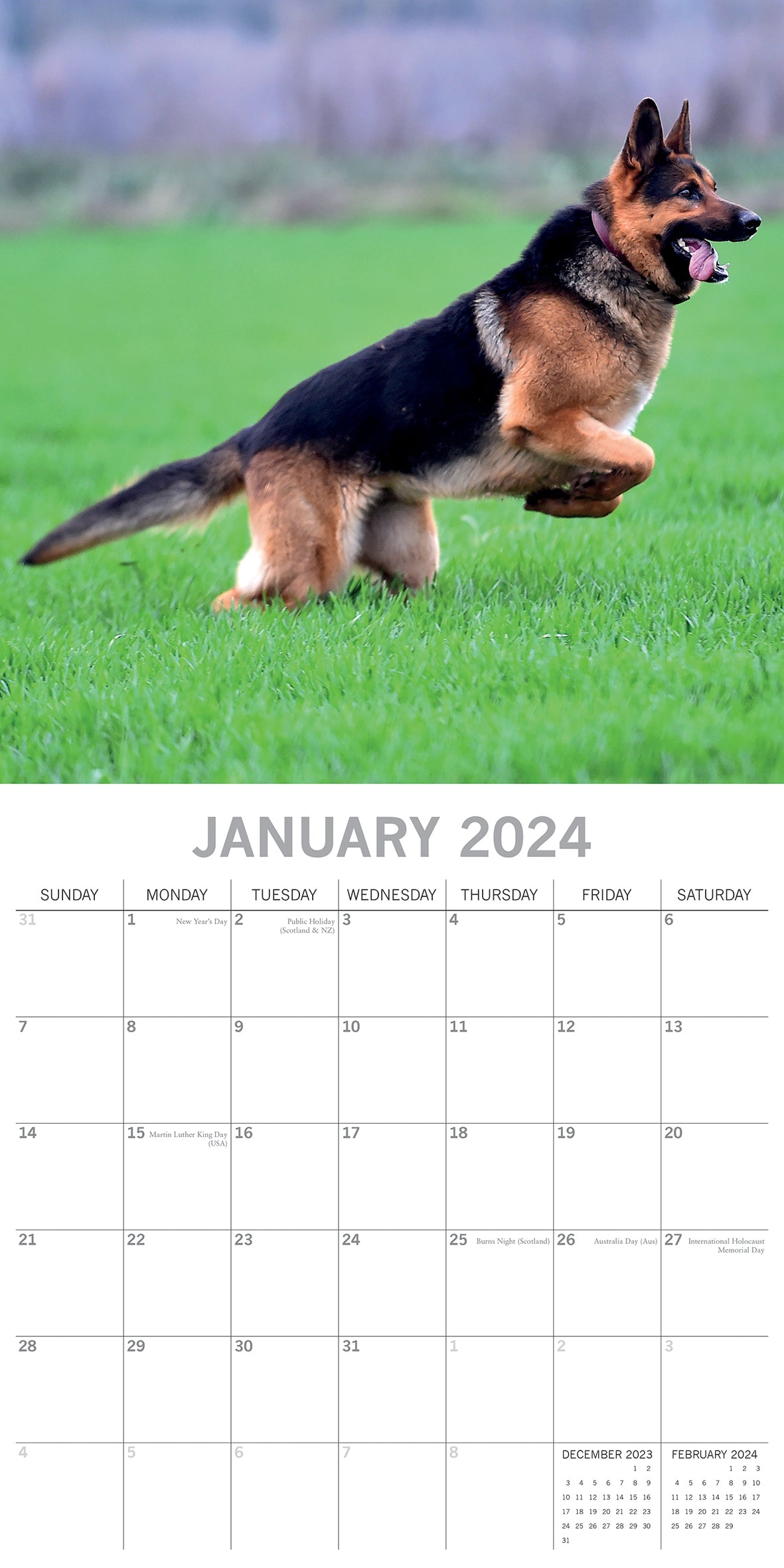 German Shepherds - 2024 Square Wall Calendar Pets Dog 16 Months Premium Planner V474-615372