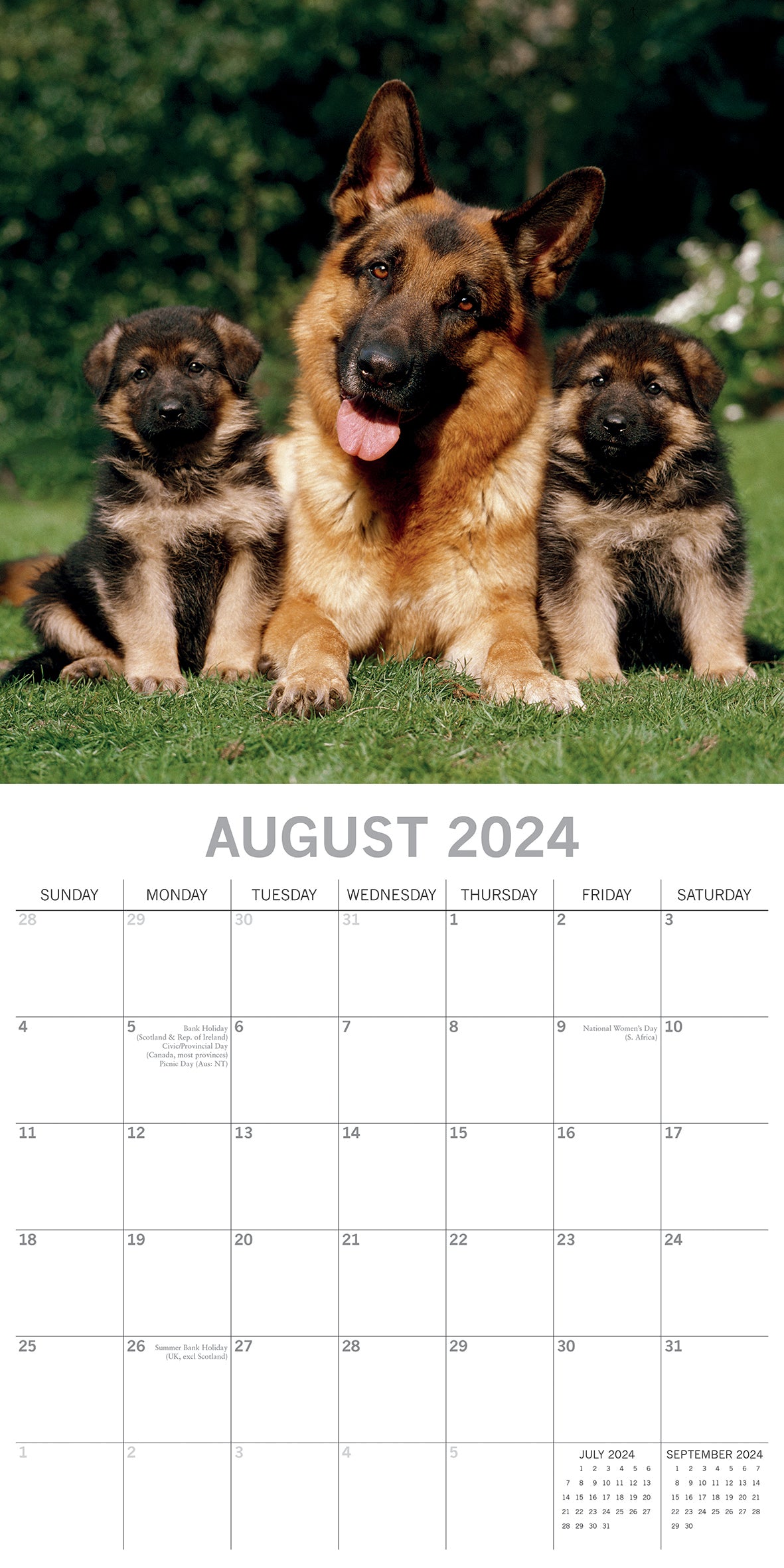 German Shepherds - 2024 Square Wall Calendar Pets Dog 16 Months Premium Planner V474-615372