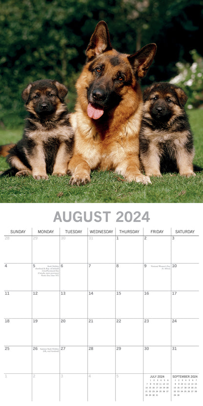 German Shepherds - 2024 Square Wall Calendar Pets Dog 16 Months Premium Planner V474-615372