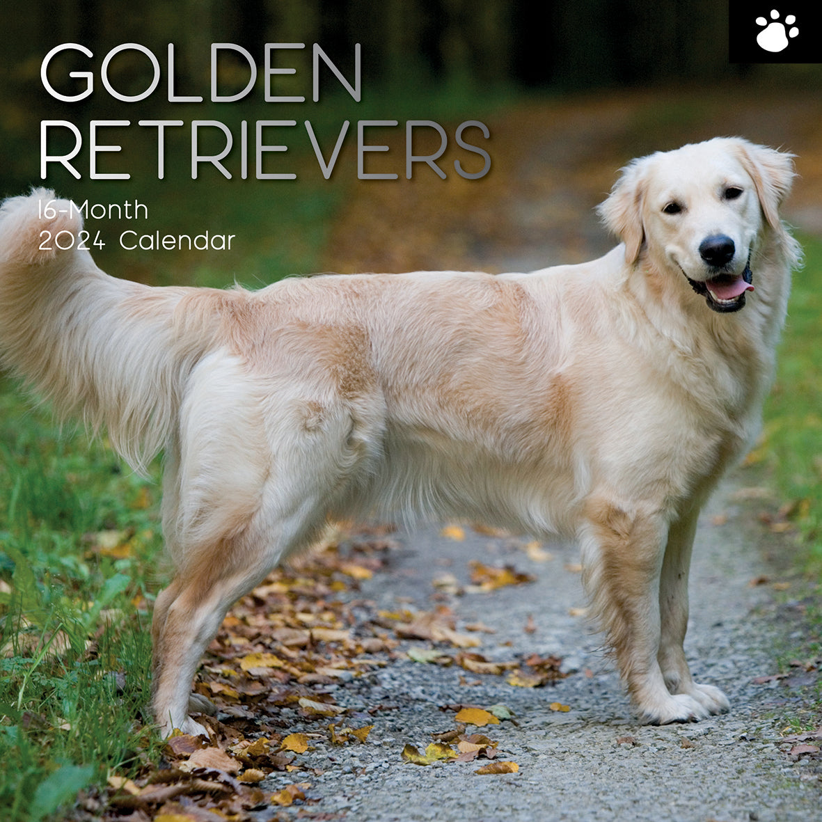 Golden Retrievers - 2024 Square Wall Calendar Pets Dog 16 Months Premium Planner V474-615373