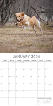 Golden Retrievers - 2024 Square Wall Calendar Pets Dog 16 Months Premium Planner V474-615373