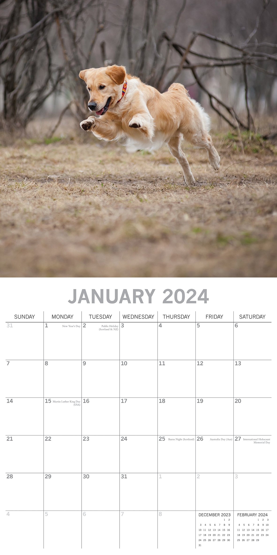 Golden Retrievers - 2024 Square Wall Calendar Pets Dog 16 Months Premium Planner V474-615373