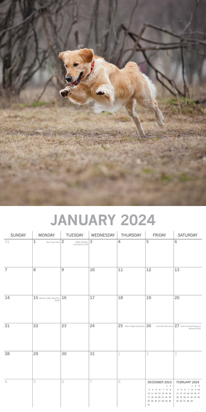 Golden Retrievers - 2024 Square Wall Calendar Pets Dog 16 Months Premium Planner V474-615373