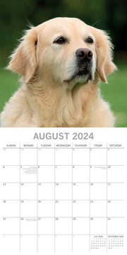 Golden Retrievers - 2024 Square Wall Calendar Pets Dog 16 Months Premium Planner V474-615373