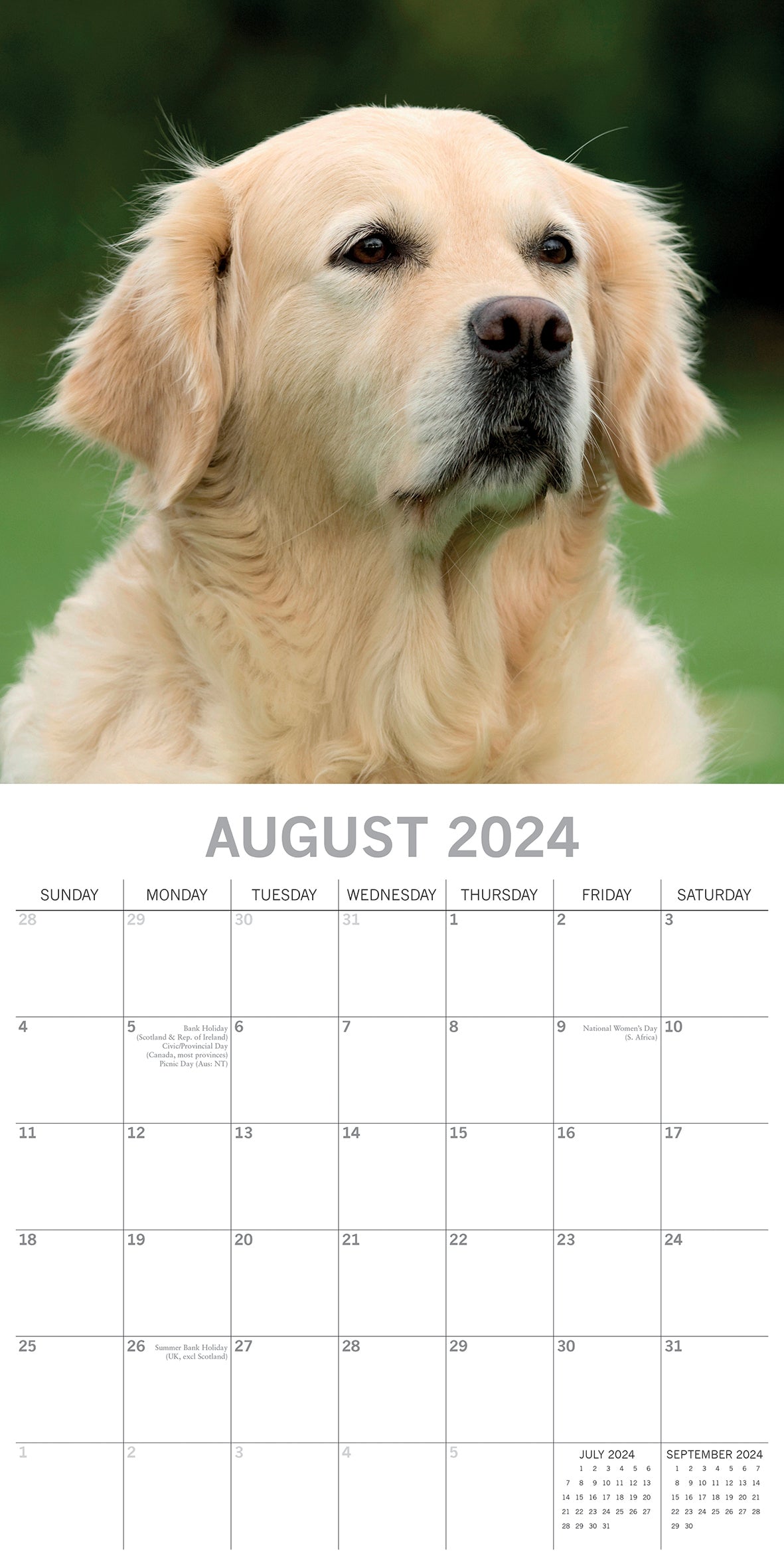 Golden Retrievers - 2024 Square Wall Calendar Pets Dog 16 Months Premium Planner V474-615373