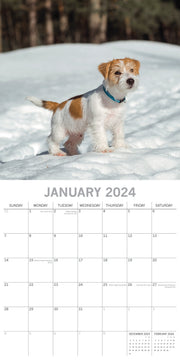Jack Russells - 2024 Square Wall Calendar Pets Dog 16 Month Premium Planner Gift V474-615374
