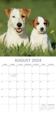 Jack Russells - 2024 Square Wall Calendar Pets Dog 16 Month Premium Planner Gift V474-615374
