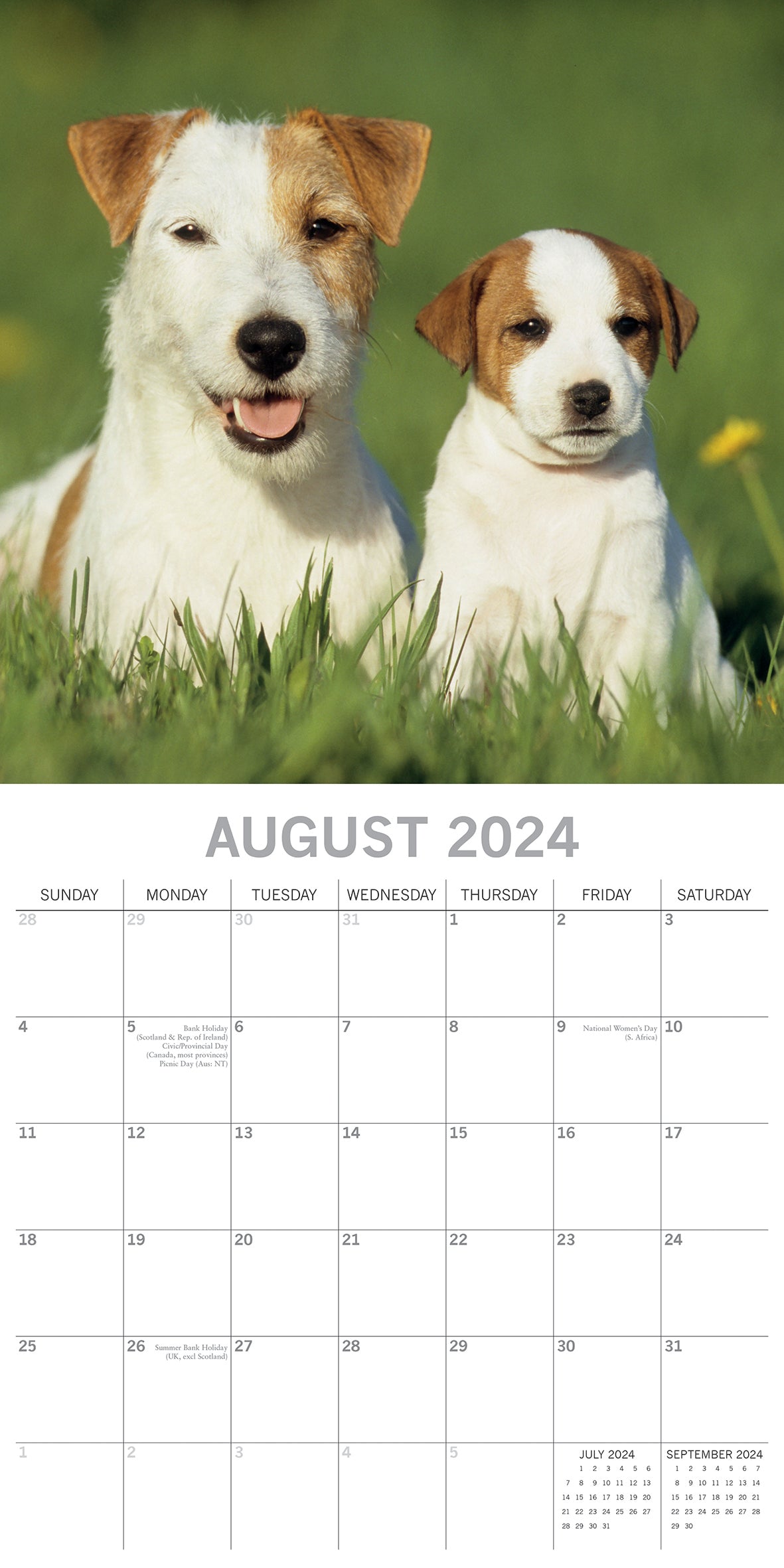 Jack Russells - 2024 Square Wall Calendar Pets Dog 16 Month Premium Planner Gift V474-615374