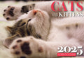 Cats And Kittens - 2025 Rectangle Wall Calendar 16 Months Hanging Animal Planner V474-685071