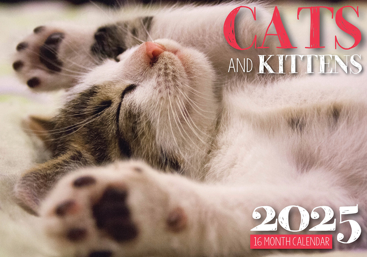 Cats And Kittens - 2025 Rectangle Wall Calendar 16 Months Hanging Animal Planner V474-685071