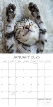 Cat Naps - 2025 Square Wall Calendar Pets Animals 16 Months Premium Planner Gift V474-689603