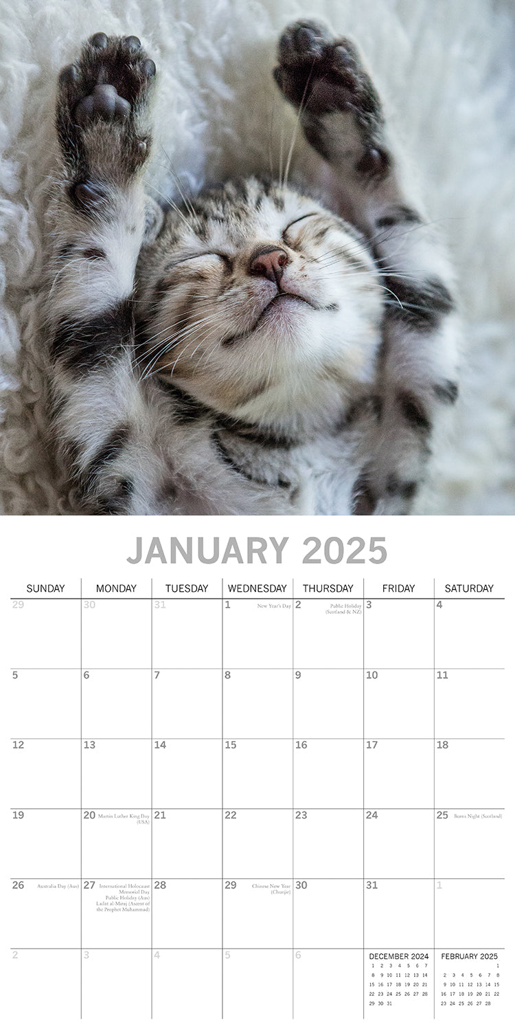 Cat Naps - 2025 Square Wall Calendar Pets Animals 16 Months Premium Planner Gift V474-689603