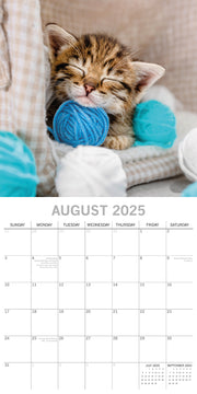 Cat Naps - 2025 Square Wall Calendar Pets Animals 16 Months Premium Planner Gift V474-689603