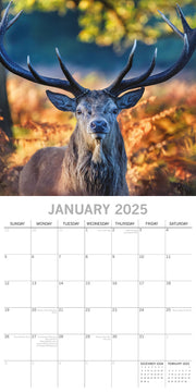 Country Wildlife - 2025 Square Wall Calendar Animals 16 Months Premium Planner V474-689607
