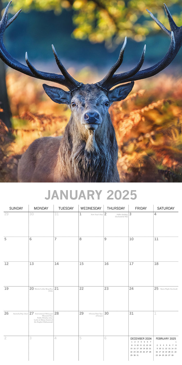 Country Wildlife - 2025 Square Wall Calendar Animals 16 Months Premium Planner V474-689607