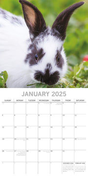 Cute Bunnies - 2025 Square Wall Calendar Pets Animals 16 Months Premium Planner V474-689609