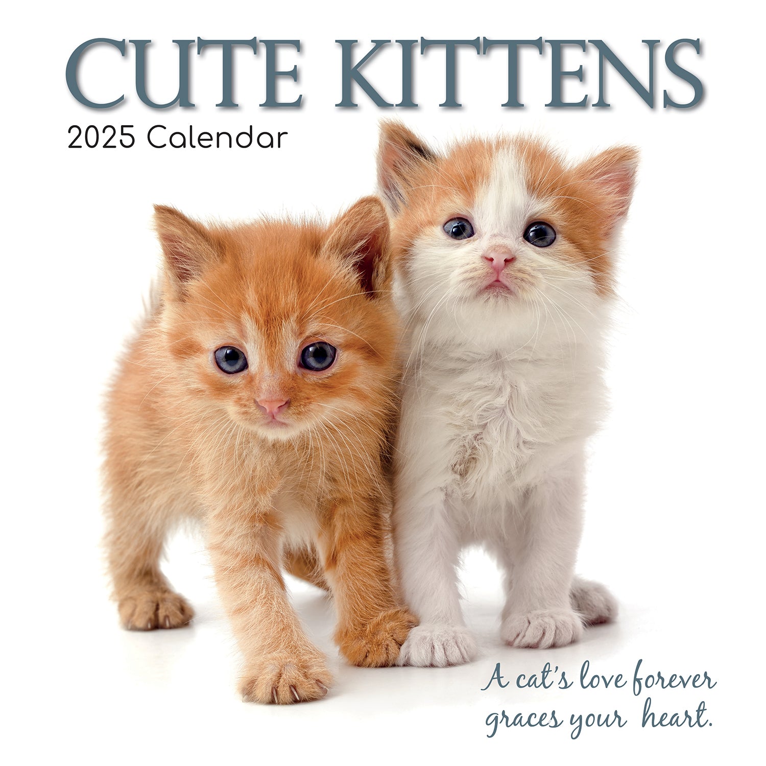 Cute Kittens - 2025 Square Wall Calendar Pets Animals 16 Months Premium Planner V474-689610