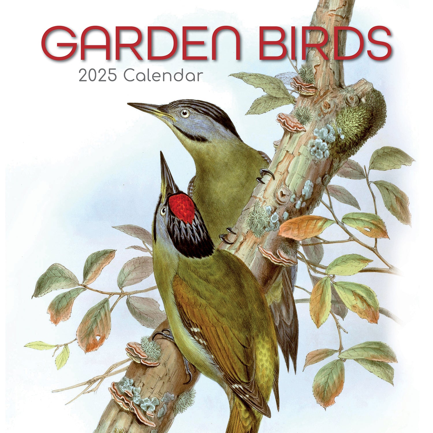 Garden Birds - 2025 Square Wall Calendar Pets Animals 16 Months Premium Planner V474-689617