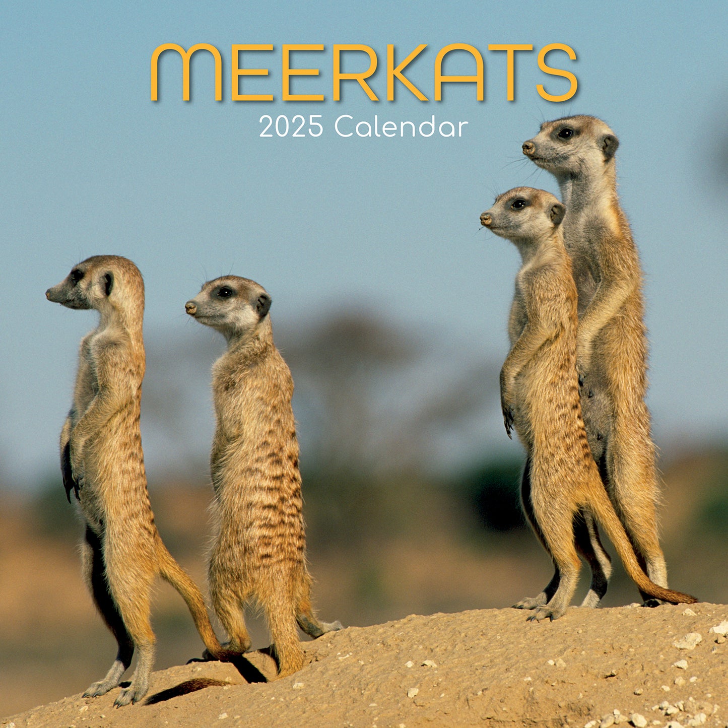 Meerkats - 2025 Square Wall Calendar Pets Animals 16 Months Premium Planner Gift V474-689625