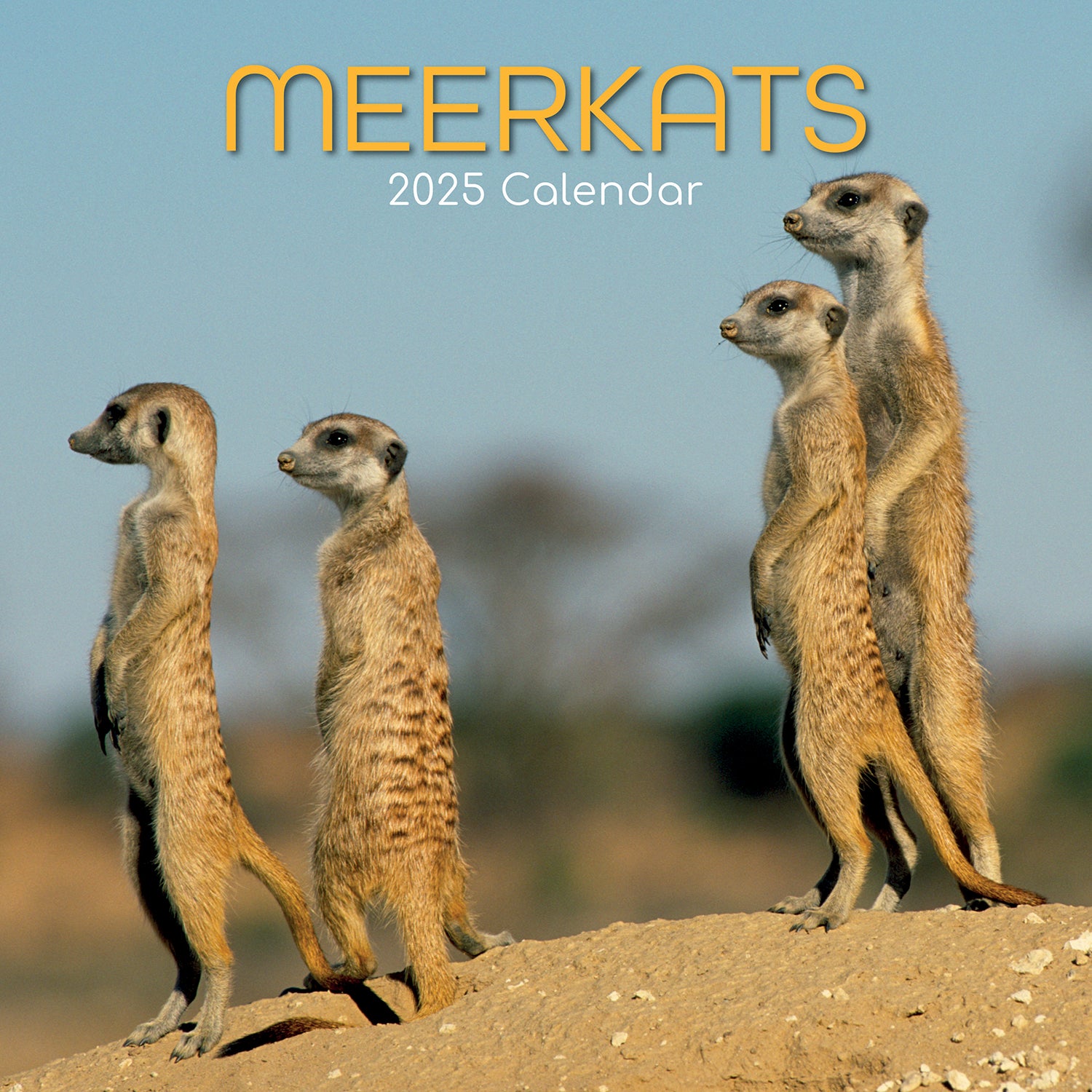 Meerkats - 2025 Square Wall Calendar Pets Animals 16 Months Premium Planner Gift V474-689625