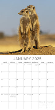 Meerkats - 2025 Square Wall Calendar Pets Animals 16 Months Premium Planner Gift V474-689625