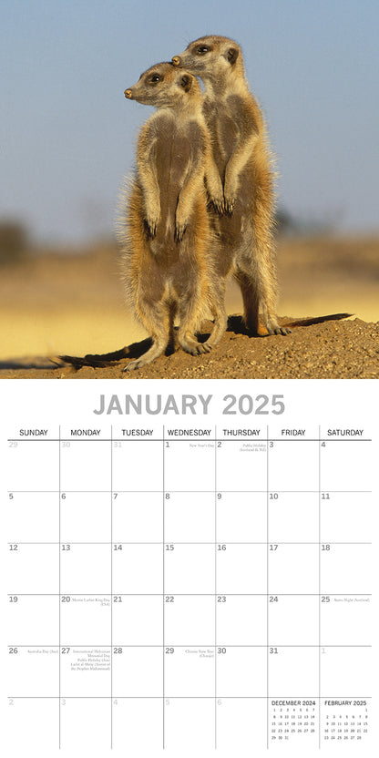 Meerkats - 2025 Square Wall Calendar Pets Animals 16 Months Premium Planner Gift V474-689625