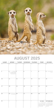 Meerkats - 2025 Square Wall Calendar Pets Animals 16 Months Premium Planner Gift V474-689625