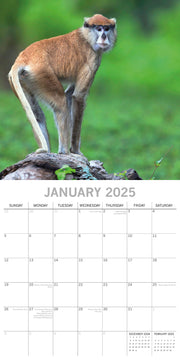 Monkey Business 2025 Square Wall Calendar Animals 16 Months Premium Planner Gift V474-689626