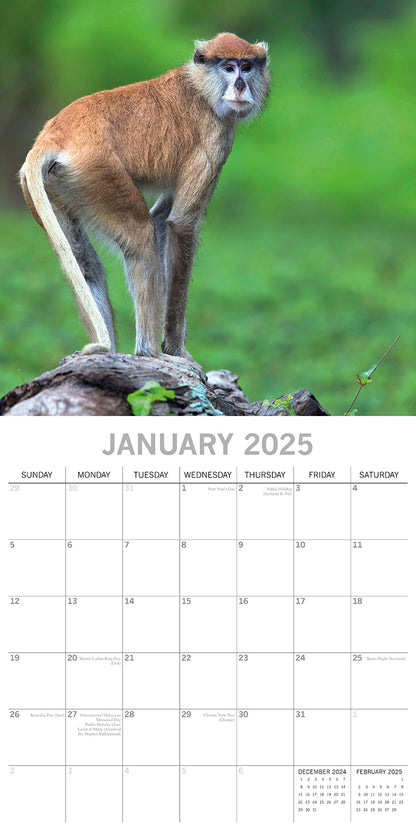 Monkey Business 2025 Square Wall Calendar Animals 16 Months Premium Planner Gift V474-689626