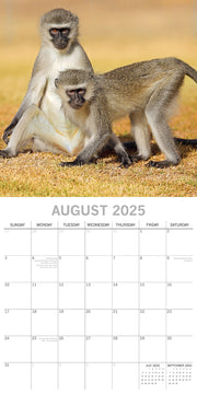 Monkey Business 2025 Square Wall Calendar Animals 16 Months Premium Planner Gift V474-689626