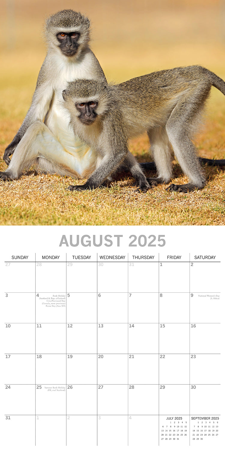 Monkey Business 2025 Square Wall Calendar Animals 16 Months Premium Planner Gift V474-689626