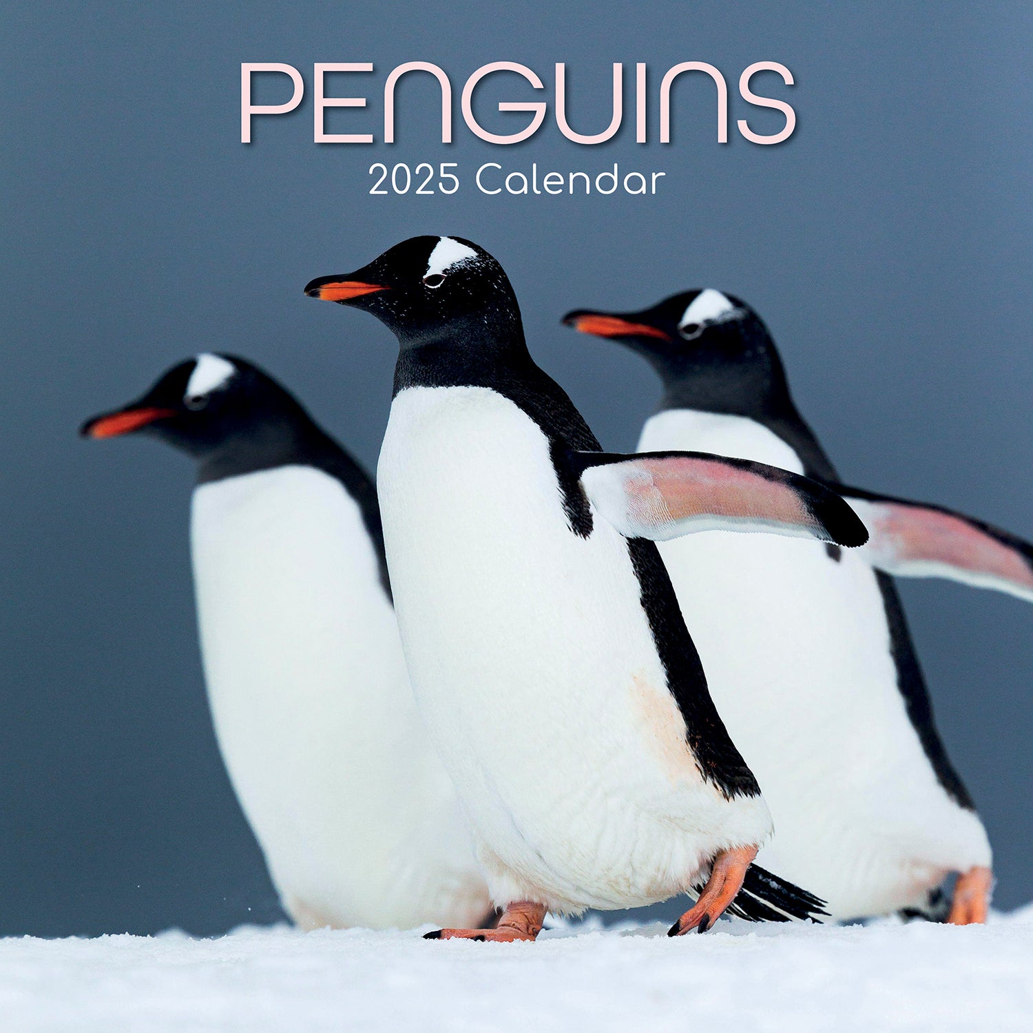 Penguins - 2025 Square Wall Calendar Pets Animals 16 Months Premium Planner Gift V474-689628